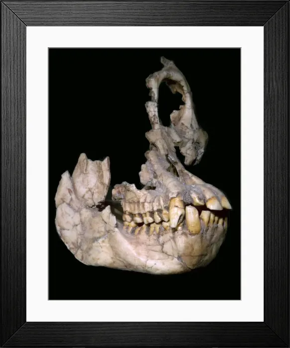 Framed Print : Part of the skull of Sivapithecus Sivalensis Framed Print : Part of the skull of Sivapithecus Sivalensis