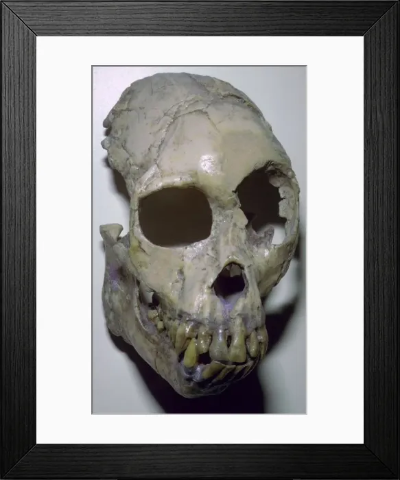 Framed Print : Skull of Proconsul Africanus Framed Print : Skull of Proconsul Africanus