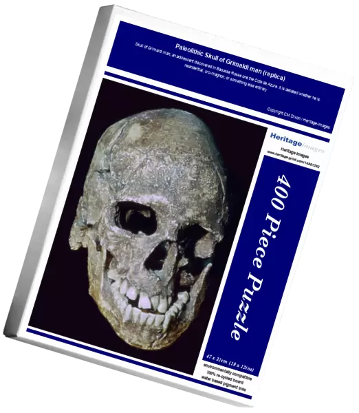 Paleolithic Skull of Grimaldi man (replica)