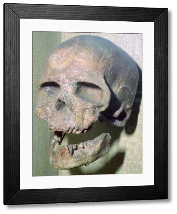 Framed Print : Cro-magnon skull Framed Print : Cro-magnon skull