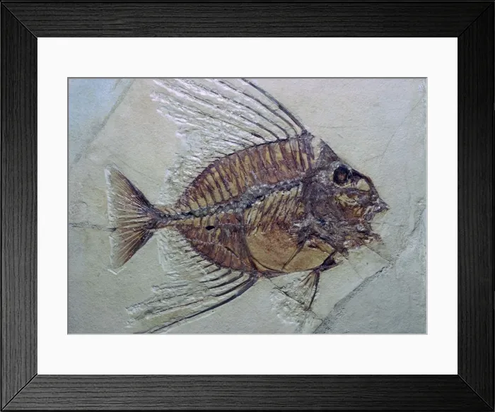 Framed Print : Fossil Fish Framed Print : Fossil Fish