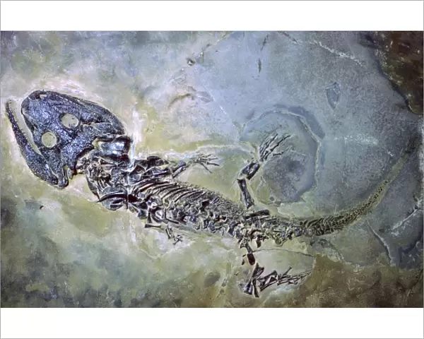 Fossil of an amphibian