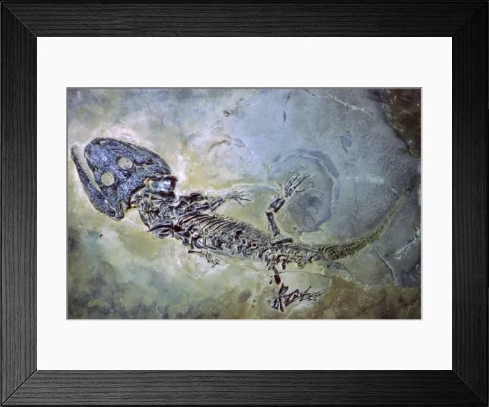 Framed Print : Fossil of an amphibian Framed Print : Fossil of an amphibian