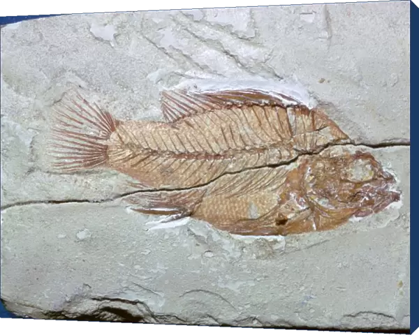 Fossil of a fish