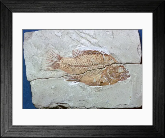 Framed Print : Fossil of a fish Framed Print : Fossil of a fish
