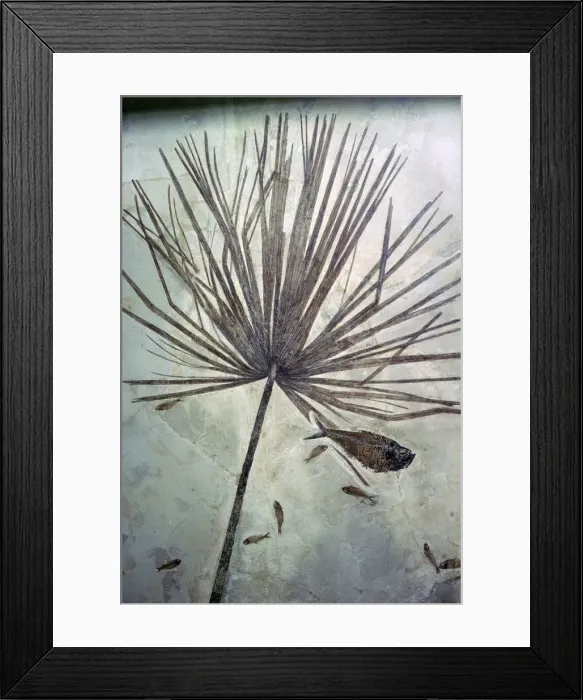 Framed Print : Fossil palm and fishes Framed Print : Fossil palm and fishes
