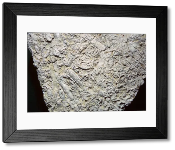 Framed Print : Fossil shells in limestone Framed Print : Fossil shells in limestone