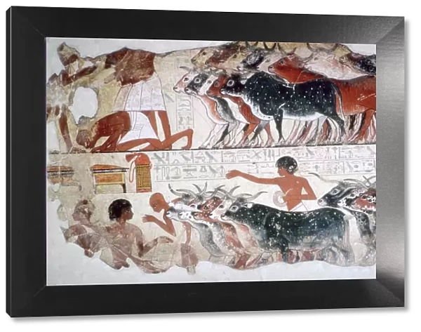 Egyptian wall-painting of the inspection of cattle