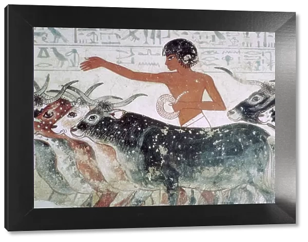Cattle brought for inspection: wall painting from the tomb of Nebamun (no 5), Egypt, c1350 BC