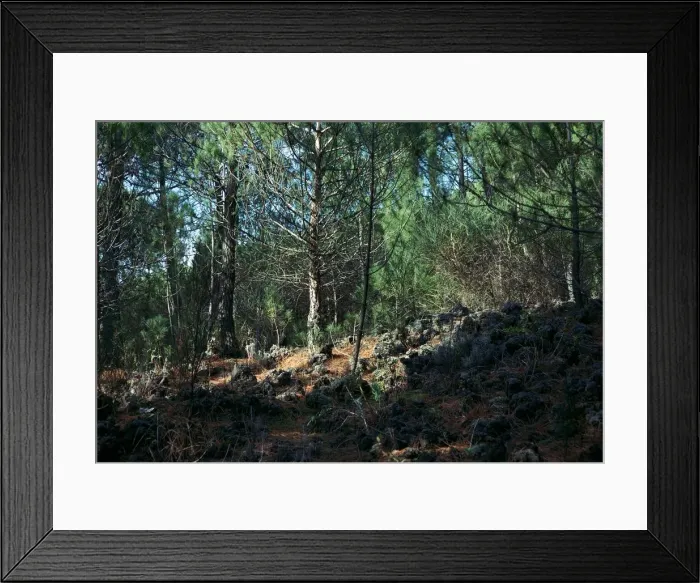 Framed Print : Trees growing on a lava flow on the slope of Vesuvius Framed Print : Trees growing on a lava flow on the slope of Vesuvius