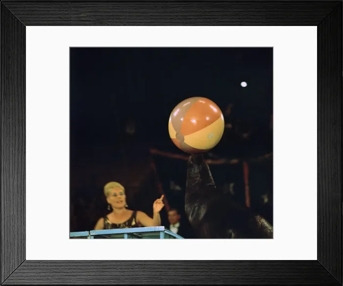Framed Print : Sea lion and ball at the Moscow Circus Framed Print : Sea lion and ball at the Moscow Circus
