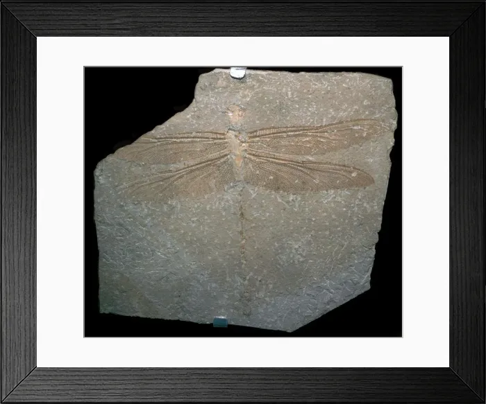 Framed Print : Jurrassic dragonfly fossil