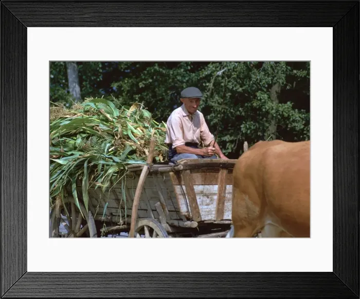 Framed Print : Farmer and his cart in Hungary. Artist: CM Dixon Framed Print : Farmer and his cart in Hungary. Artist: CM Dixon