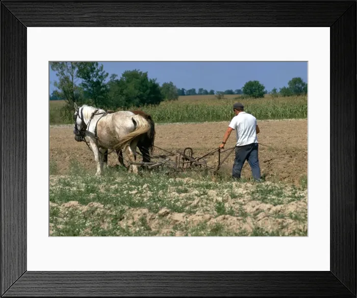 Framed Print : Horse ploughing in Hungary. Artist: CM Dixon Framed Print : Horse ploughing in Hungary. Artist: CM Dixon