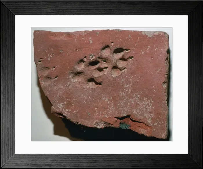 Framed Print : Roman tile with a dogs footprint, 3rd century Framed Print : Roman tile with a dogs footprint, 3rd century