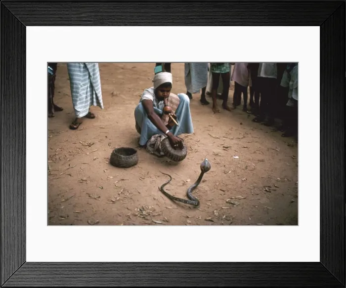 Framed Print : Snake charmer with cobra, in Sri Lanka Framed Print : Snake charmer with cobra, in Sri Lanka