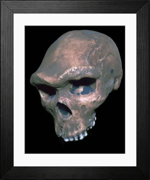 Framed Print : Skull of Homo Sapiens Framed Print : Skull of Homo Sapiens