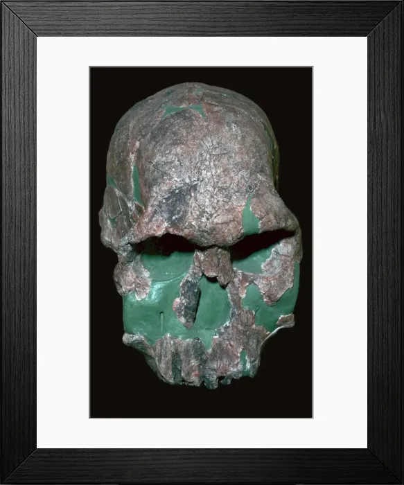 Framed Print : Skull of Homo Habilis Framed Print : Skull of Homo Habilis