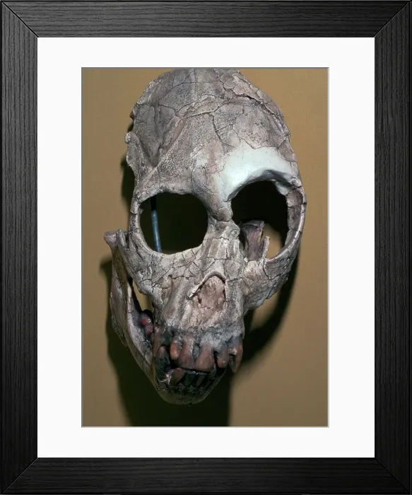 Framed Print : Skull of Proconsulus Africanus Framed Print : Skull of Proconsulus Africanus