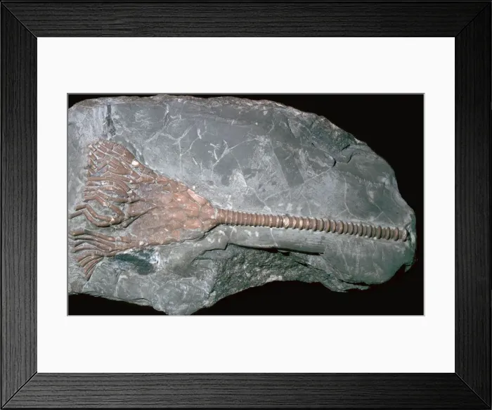 Framed Print : Fossil of a crinoid lily