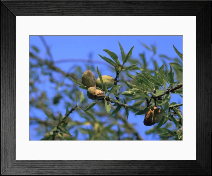 Framed Print : Ripe almonds in Sicily in August Framed Print : Ripe almonds in Sicily in August