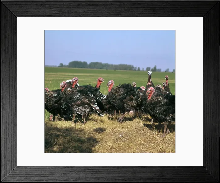 Framed Print : Flock of turkeys in Hungary. Artist: CM Dixon Framed Print : Flock of turkeys in Hungary. Artist: CM Dixon