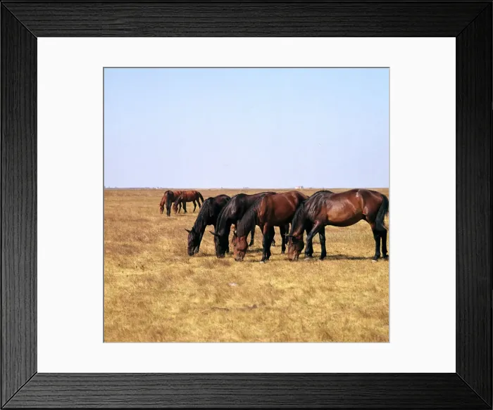 Framed Print : Herd of horses grazing on the Hortobagy plaza. Artist: CM Dixon Framed Print : Herd of horses grazing on the Hortobagy plaza. Artist: CM Dixon