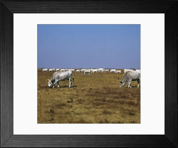 Framed Print : Hungarian white cattle. Artist: CM Dixon Framed Print : Hungarian white cattle. Artist: CM Dixon