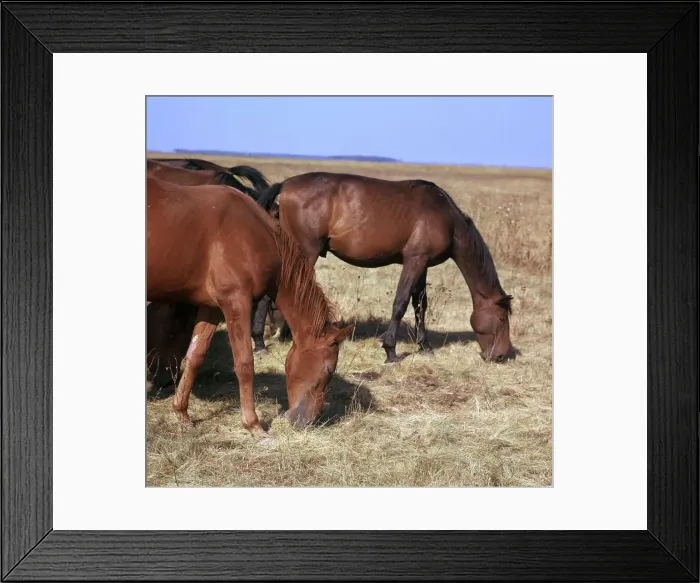 Framed Print : Herd of horses grazing on the Hortobagy plaza. Artist: CM Dixon Framed Print : Herd of horses grazing on the Hortobagy plaza. Artist: CM Dixon