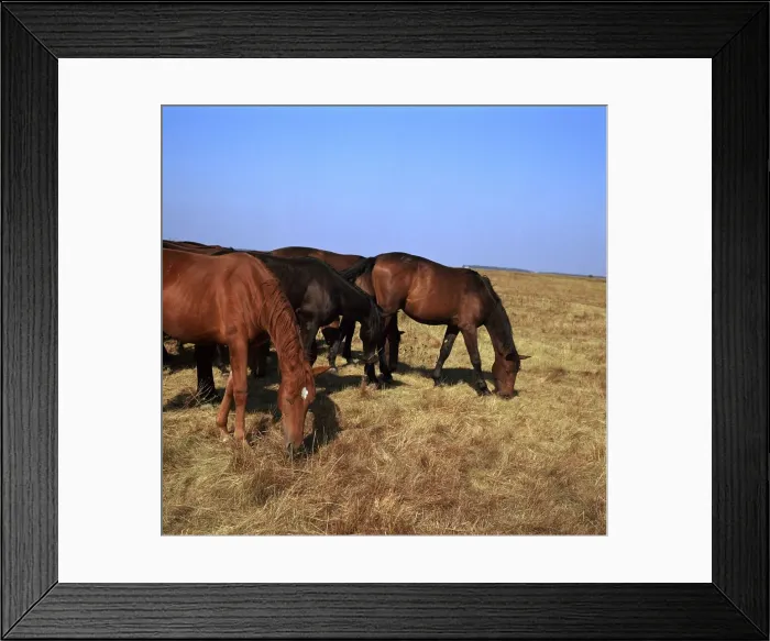 Framed Print : Herd of horses grazing on the Hortobagy plaza. Artist: CM Dixon Framed Print : Herd of horses grazing on the Hortobagy plaza. Artist: CM Dixon