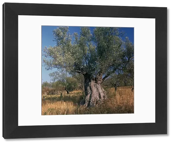 Olive tree in Sicily