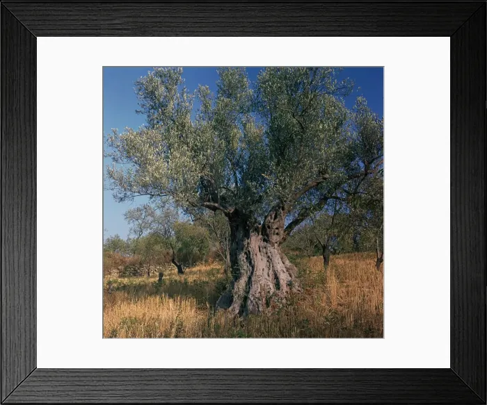 Framed Print : Olive tree in Sicily Framed Print : Olive tree in Sicily