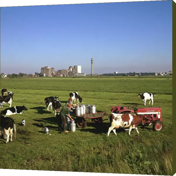 Cattle-milking in fields north-west of Amsterdam