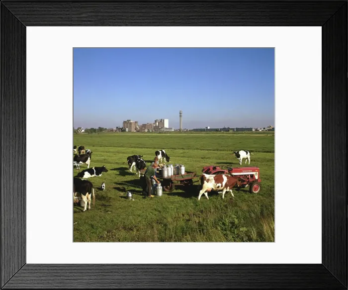 Framed Print : Cattle-milking in fields north-west of Amsterdam Framed Print : Cattle-milking in fields north-west of Amsterdam