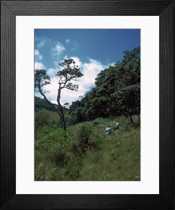 Framed Print : View of the Horton Plains nature reserve. Artist: CM Dixon Framed Print : View of the Horton Plains nature reserve. Artist: CM Dixon