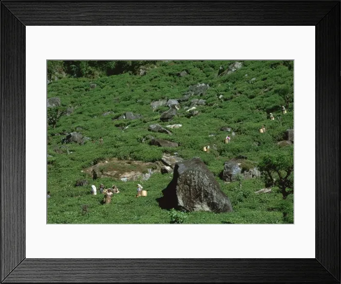 Framed Print : Tea-pickers in Sri Lanka. Artist: CM Dixon Framed Print : Tea-pickers in Sri Lanka. Artist: CM Dixon