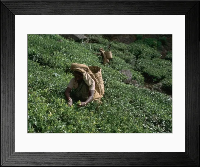 Framed Print : Tea-pickers in Sri Lanka. Artist: CM Dixon Framed Print : Tea-pickers in Sri Lanka. Artist: CM Dixon
