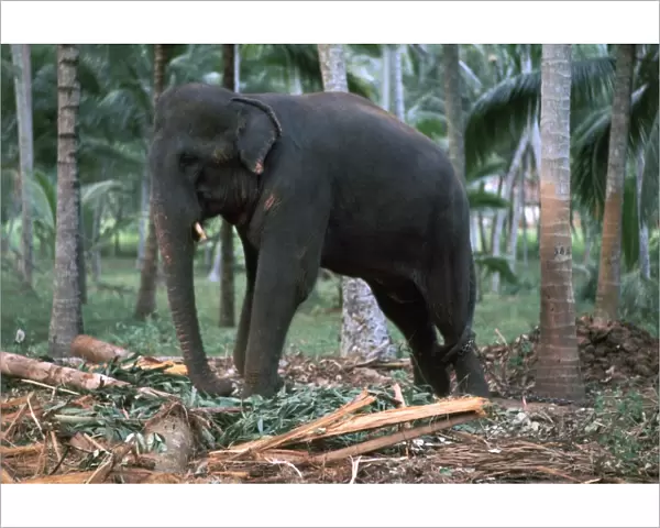 Sri Lankan elephant. Artist: CM Dixon