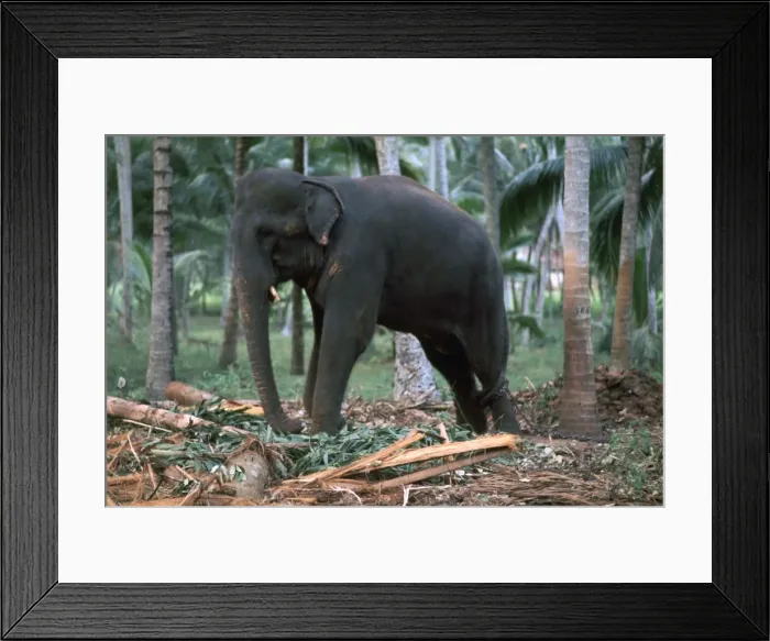 Framed Print : Sri Lankan elephant. Artist: CM Dixon Framed Print : Sri Lankan elephant. Artist: CM Dixon