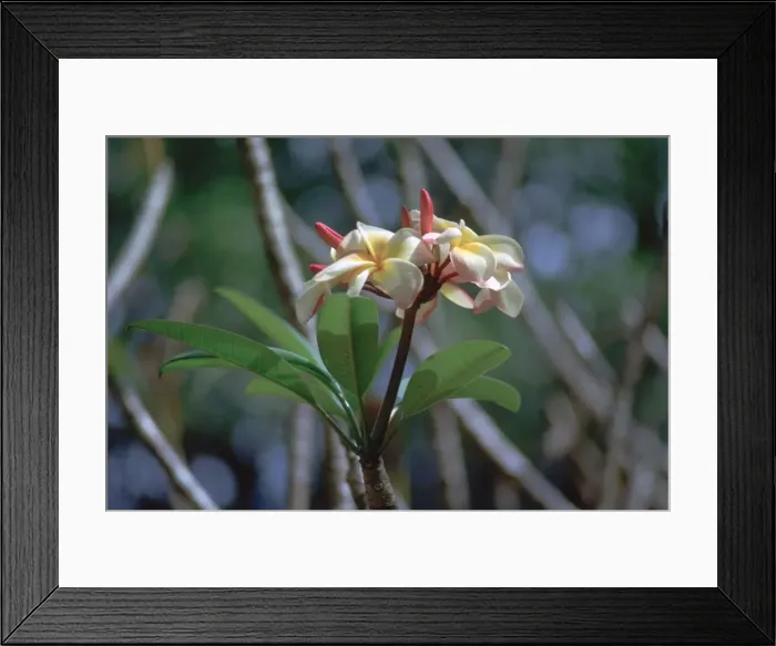 Framed Print : Frangipani blossom. Artist: CM Dixon Framed Print : Frangipani blossom. Artist: CM Dixon