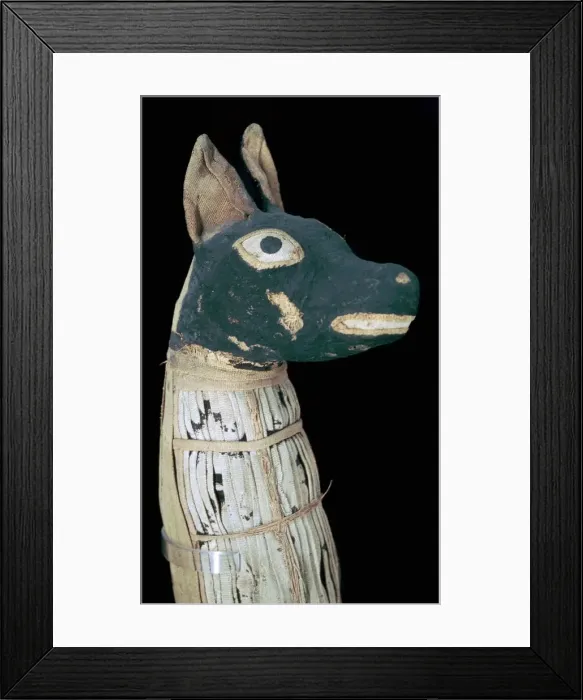 Framed Print : Mummy of a dog possibly representing Anubis Framed Print : Mummy of a dog possibly representing Anubis