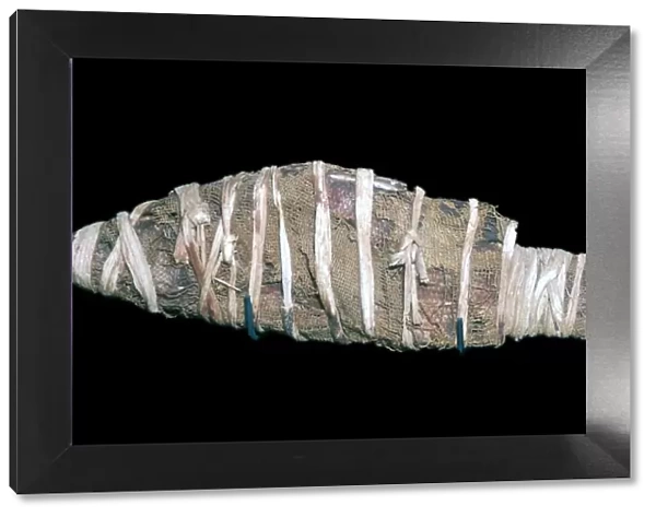 Egyptian mummy of a fish