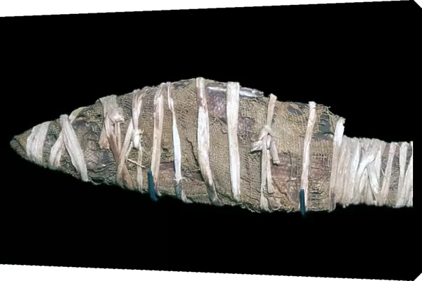 Egyptian mummy of a fish