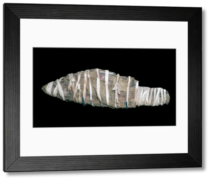 Framed Print : Egyptian mummy of a fish Framed Print : Egyptian mummy of a fish