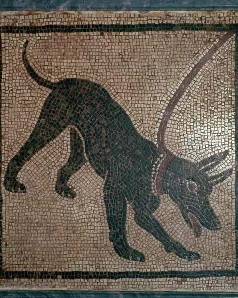 Roman mosaic of a dog, 1st century