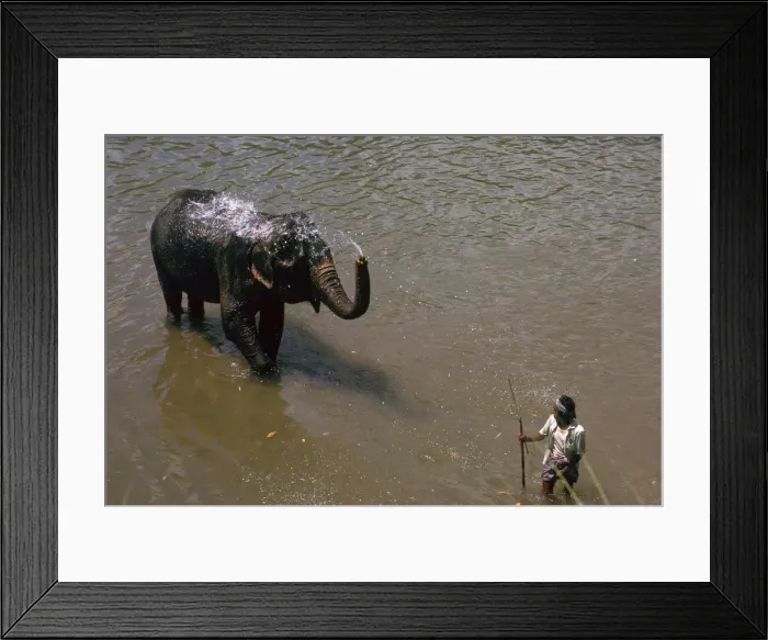 Framed Print : Elephant cooling off in a river in Sri Lanka. Artist: CM Dixon Framed Print : Elephant cooling off in a river in Sri Lanka. Artist: CM Dixon