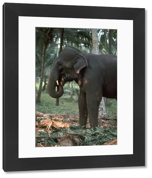 Elephant eating in Sri Lanka. Artist: CM Dixon