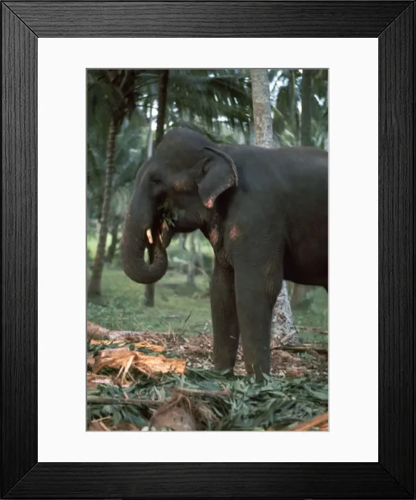 Framed Print : Elephant eating in Sri Lanka. Artist: CM Dixon Framed Print : Elephant eating in Sri Lanka. Artist: CM Dixon