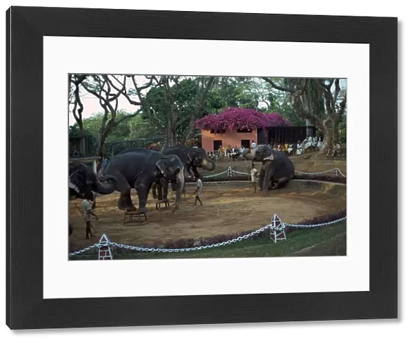 Elephants performing at Columbo zoo in Sri Lanka. Artist: CM Dixon