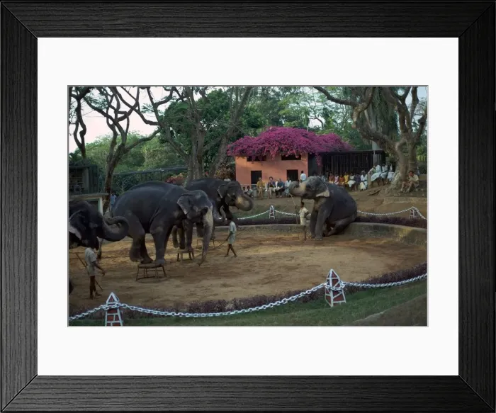 Framed Print : Elephants performing at Columbo zoo in Sri Lanka. Artist: CM Dixon Framed Print : Elephants performing at Columbo zoo in Sri Lanka. Artist: CM Dixon